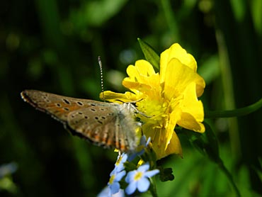 BORBOLETA