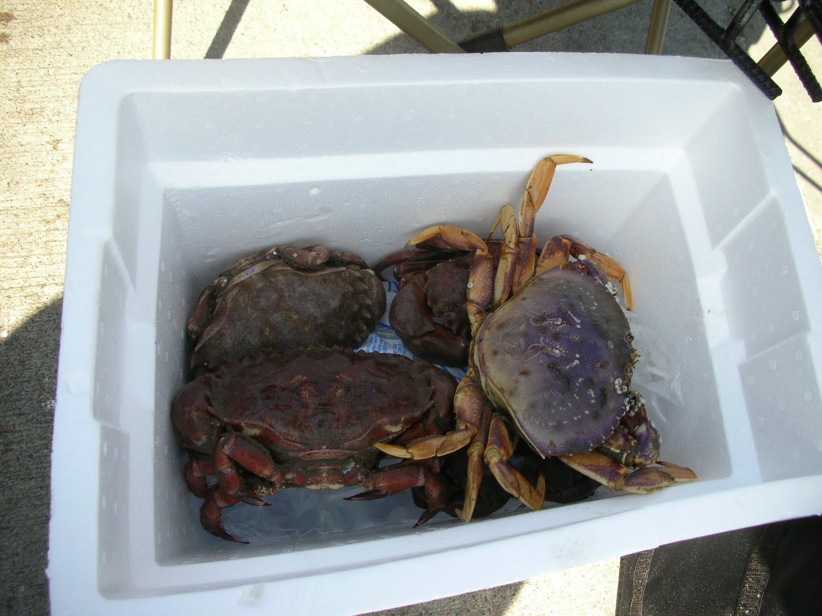 Best Bait For Dungeness Crab Snare hoerforum.ds153827.goserver.host
