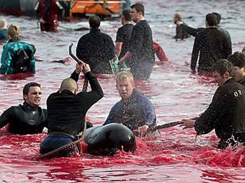 [balina_katliam1.jpg]