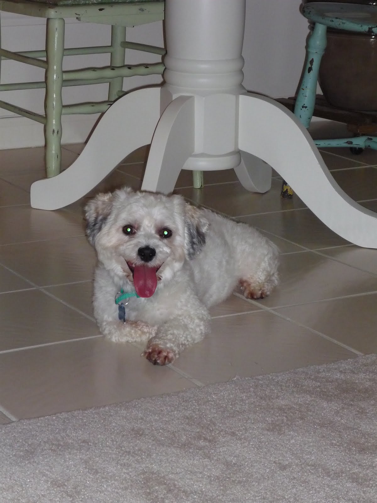 Simply Suzanna Brody the New Cottonelle Dog