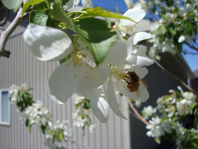 Honeybees in the Tree