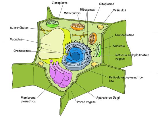 celula vegetal e animal. celula procariota estructura.