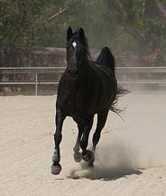 Royal ~ The Black Beauty in our Barn