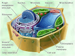 Célula vegetal y sus organelos
