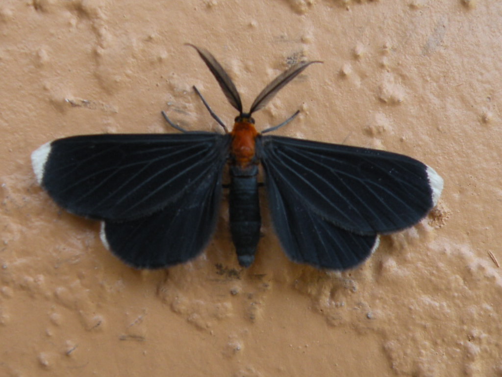 My Viewfinder White Tipped Black Moth