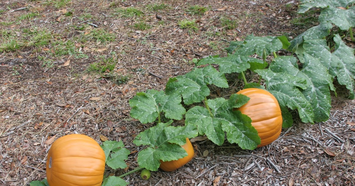 Life with BetSue DO PUMPKINS GROW IN FLORIDA?
