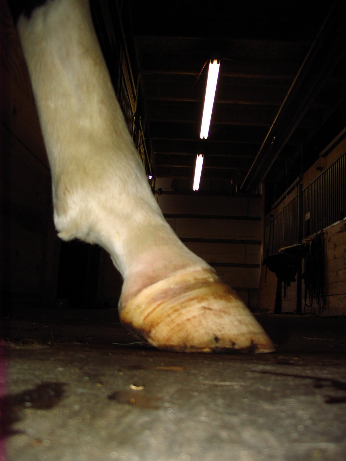 Founder Info for Horse Owners! Leo's Laminitis, Foot Photos