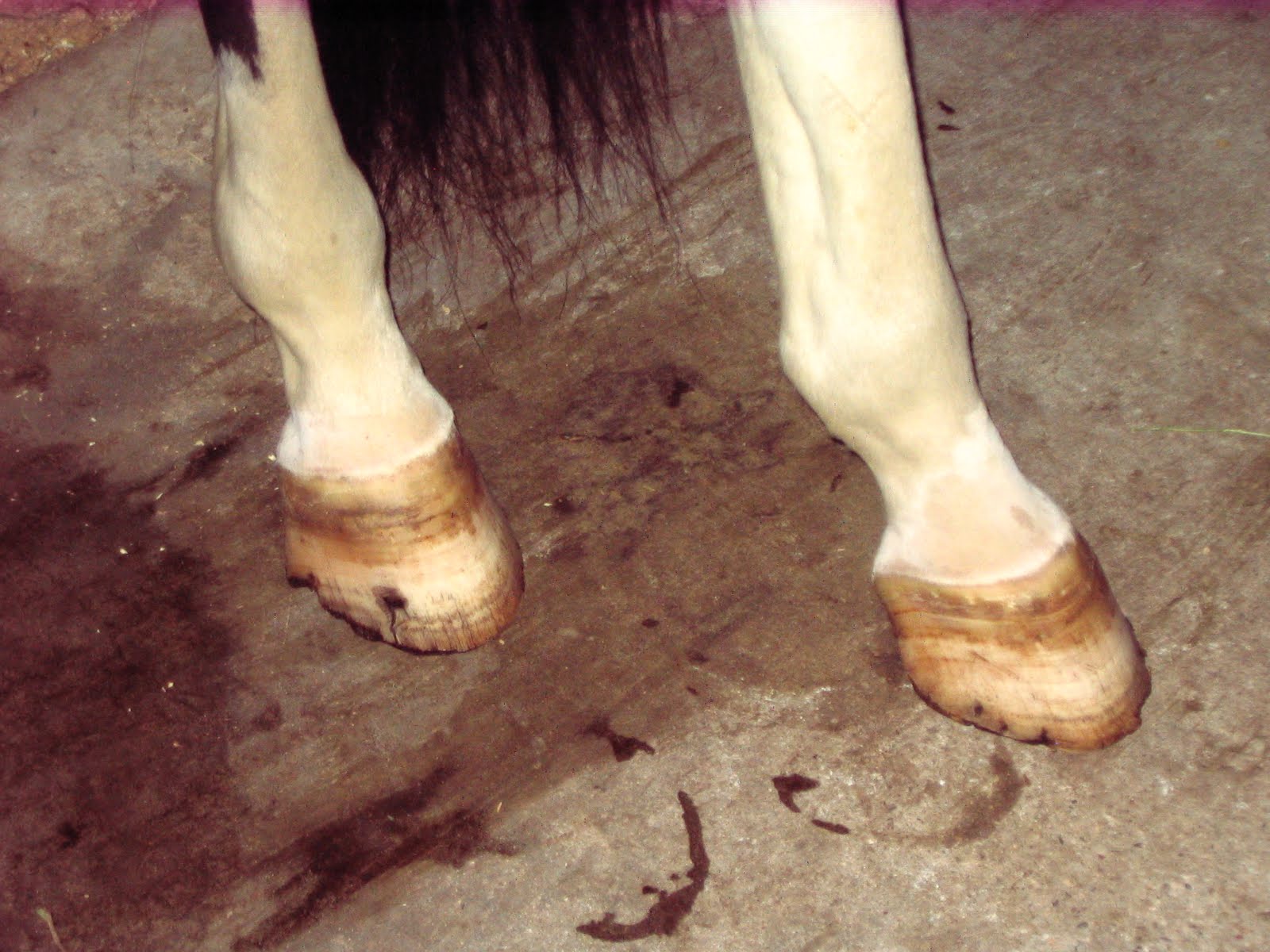 Founder Info for Horse Owners! Leo's Laminitis, Foot Photos
