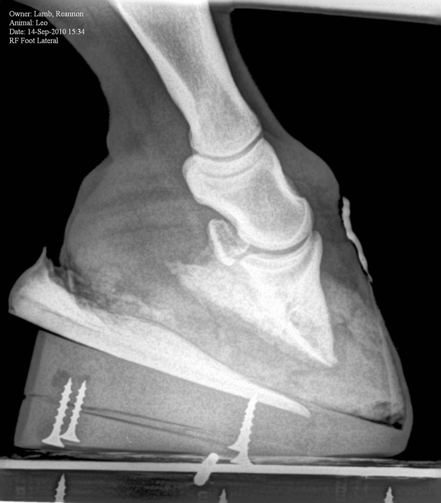 Founder Info for Horse Owners! Leo's Radiographs (aka xrays)