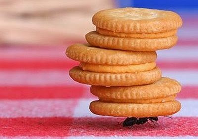 Jared Woods Is An Army Ant