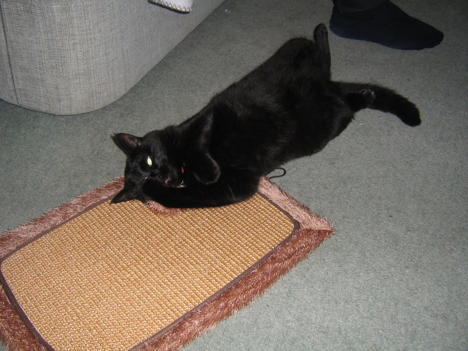 In this life The cat sat on the mat