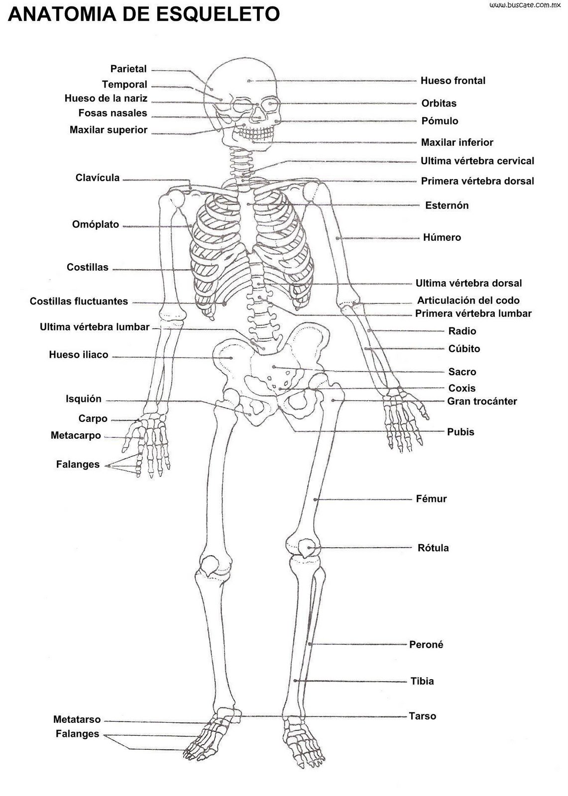Esquema De Los Huesos Del Cuerpo Humano Y Sus Nombres