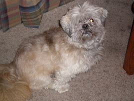 Beau-our dog
