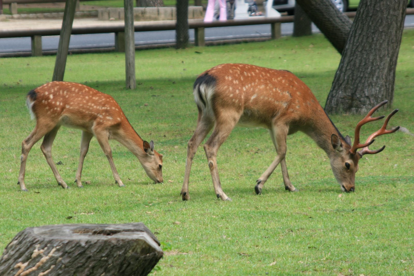 [IMG_4911.JPG]