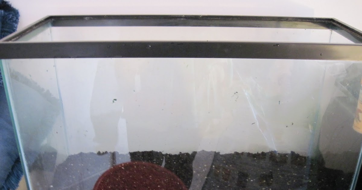 The Green Mommy: Fish Tank Herb Garden