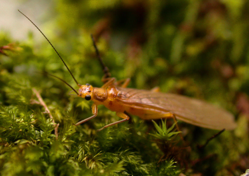 [c_Stonefly%203r.jpg]