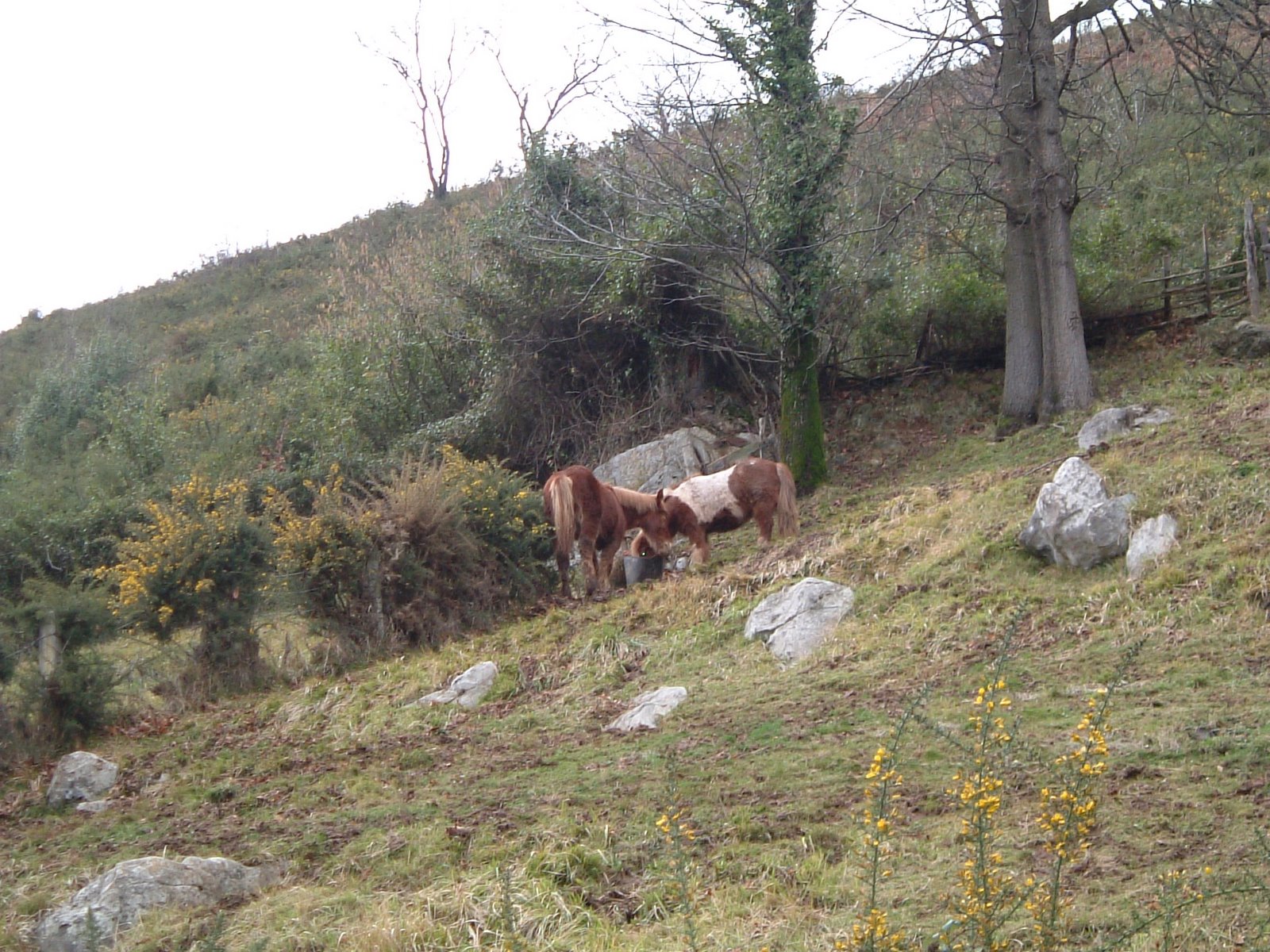 [ponys+cerca+de+pedroveya.JPG]