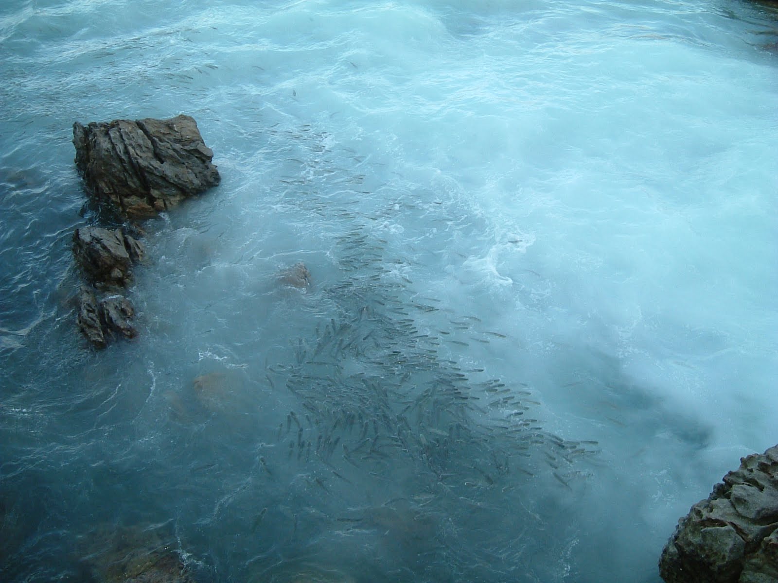 [20lisas-muiles.JPG]