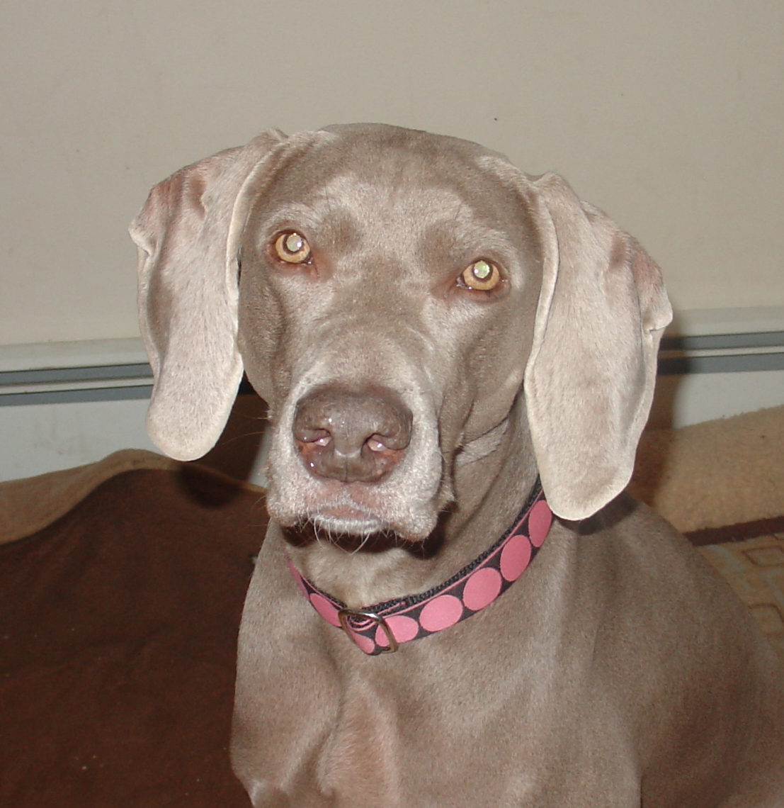 Grayhart Weimaraners A New Year deserves New Mod Dog Collars!