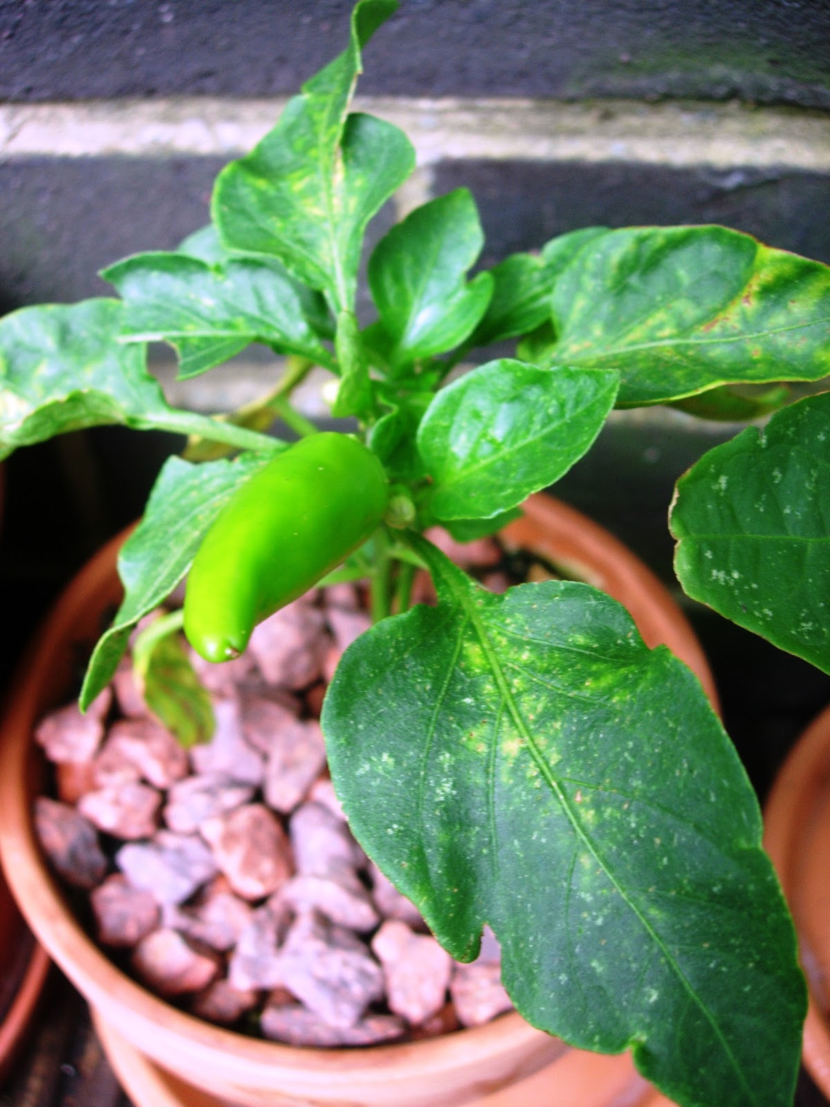 Chilli Pepper Heaven Grow Your Own Chilli Plants The Basics