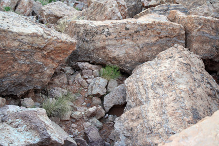 Rock Owl