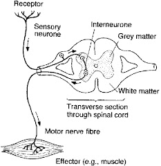 Reflex Arc Gcse
