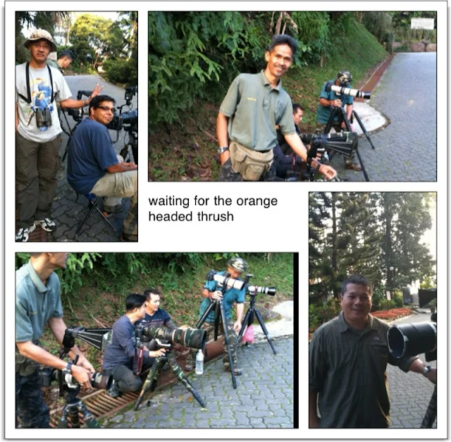 Bird Photographer at Bukit Tinggi, Pahang