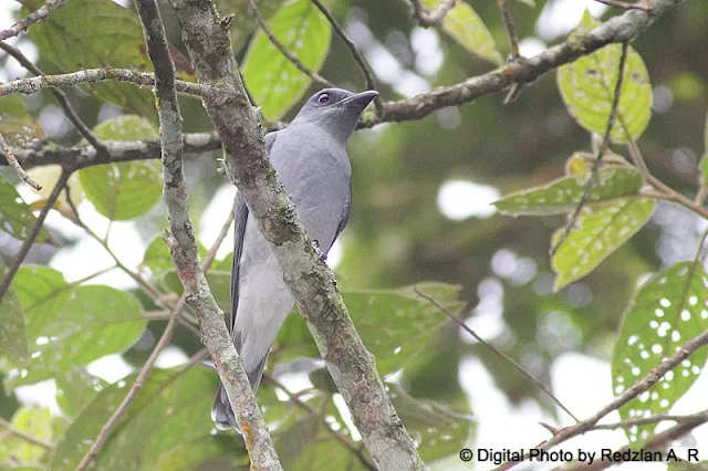 Javan CuckooShrike