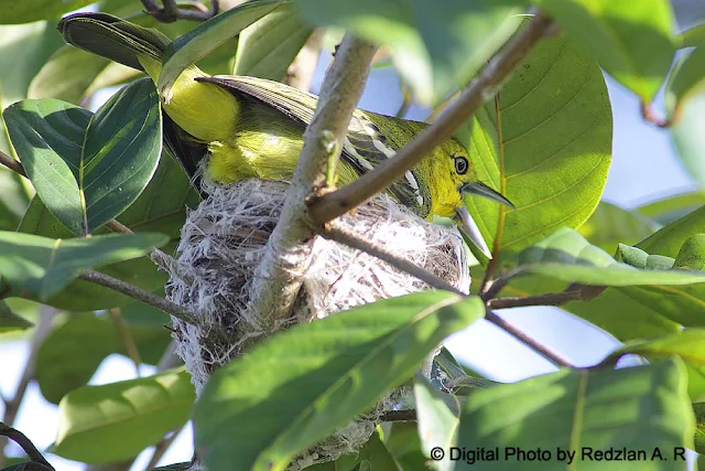 Common Iora Nesting