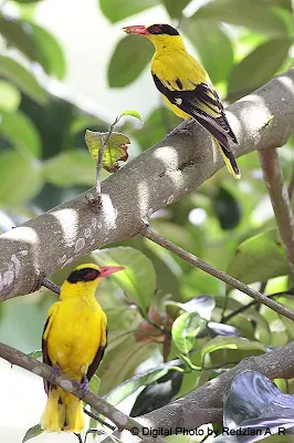 Oriole Pair waiting in vain for their chicks