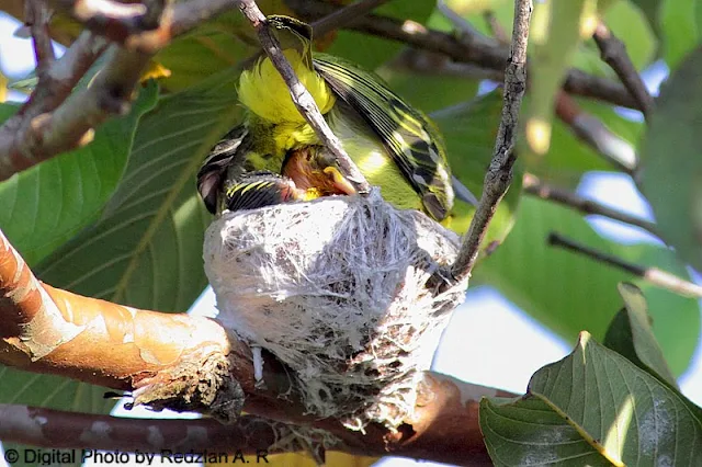 Common Iora hiding her Chick