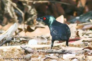 Asian Glossy Starling