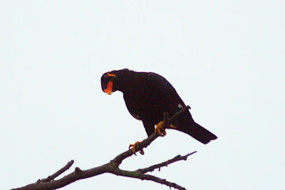 Hill Myna (Gracula religiosa) at My backyard in Raub Malaysia