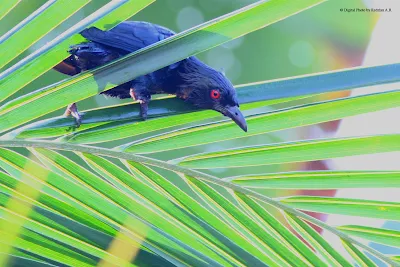 Asian Glossy Starling (Aplonis panayensis) at Coconut Leaves
