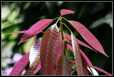 Young Mangoes' Leaves