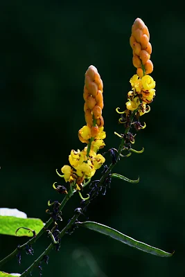 Bunga Gelenggang Cassia alata