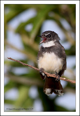 Pied Fantail (Rhipidura javanica)