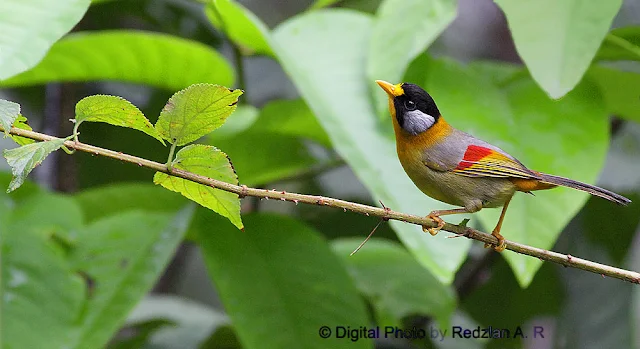 Silver-eared Mesia