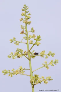 Mango Flowers