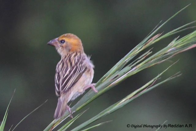 Baya Weaver - female