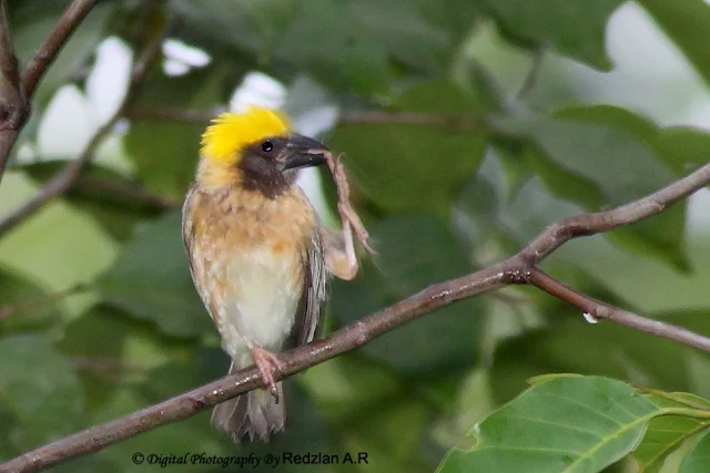 Baya Weaver preening