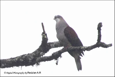 Mountain Imperial Pigeon (Ducula badia)