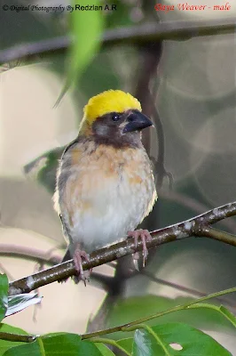 Ciak Tempua Baya Weaver male