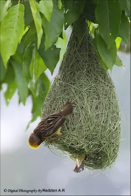 Baya Weaver pair at nest