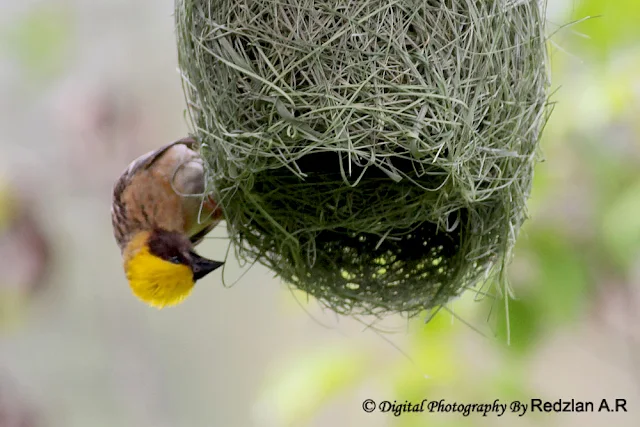Male Baya Weaver at nest
