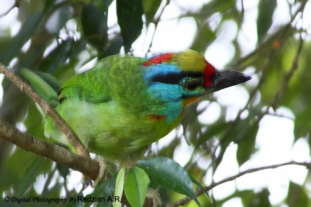 Black-browed Barbet