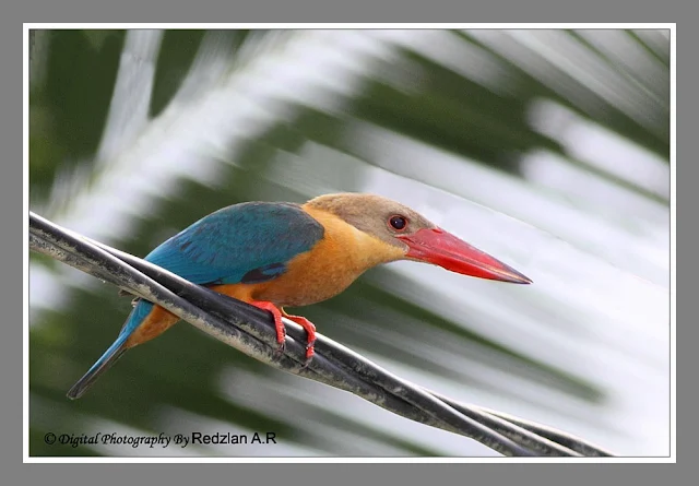 Stork-Billed Kingfisher