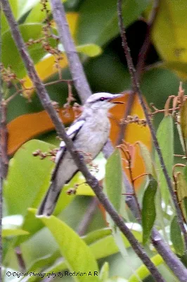 Pied Triller