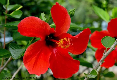 Bunga Raya - hibiscus