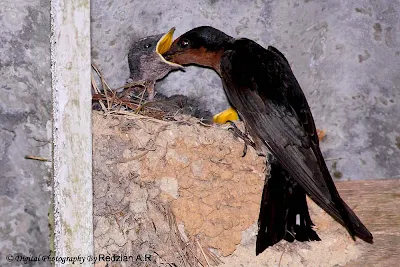 Pacific Swallow Feeding her chicks